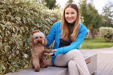 Photo of Cute Toy Poodle dog giving paw to owner outdoors