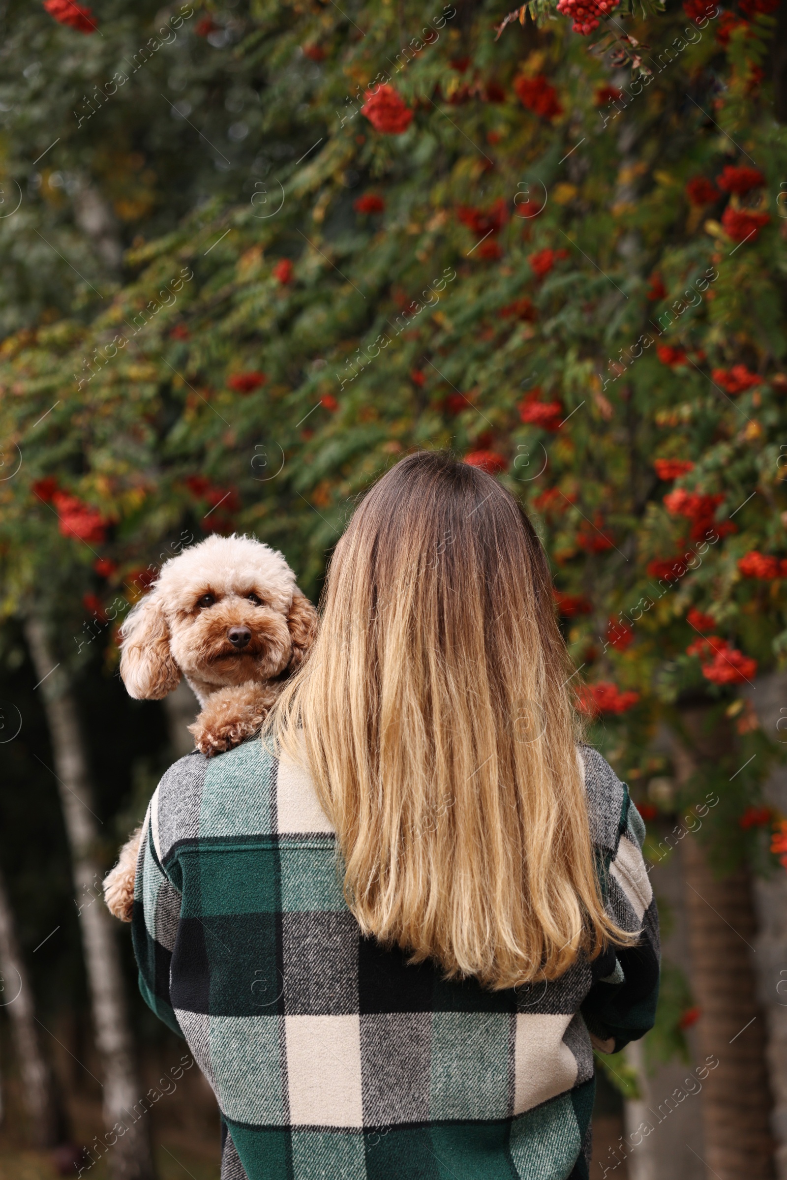 Photo of Woman with cute Toy Poodle dog in park, back view