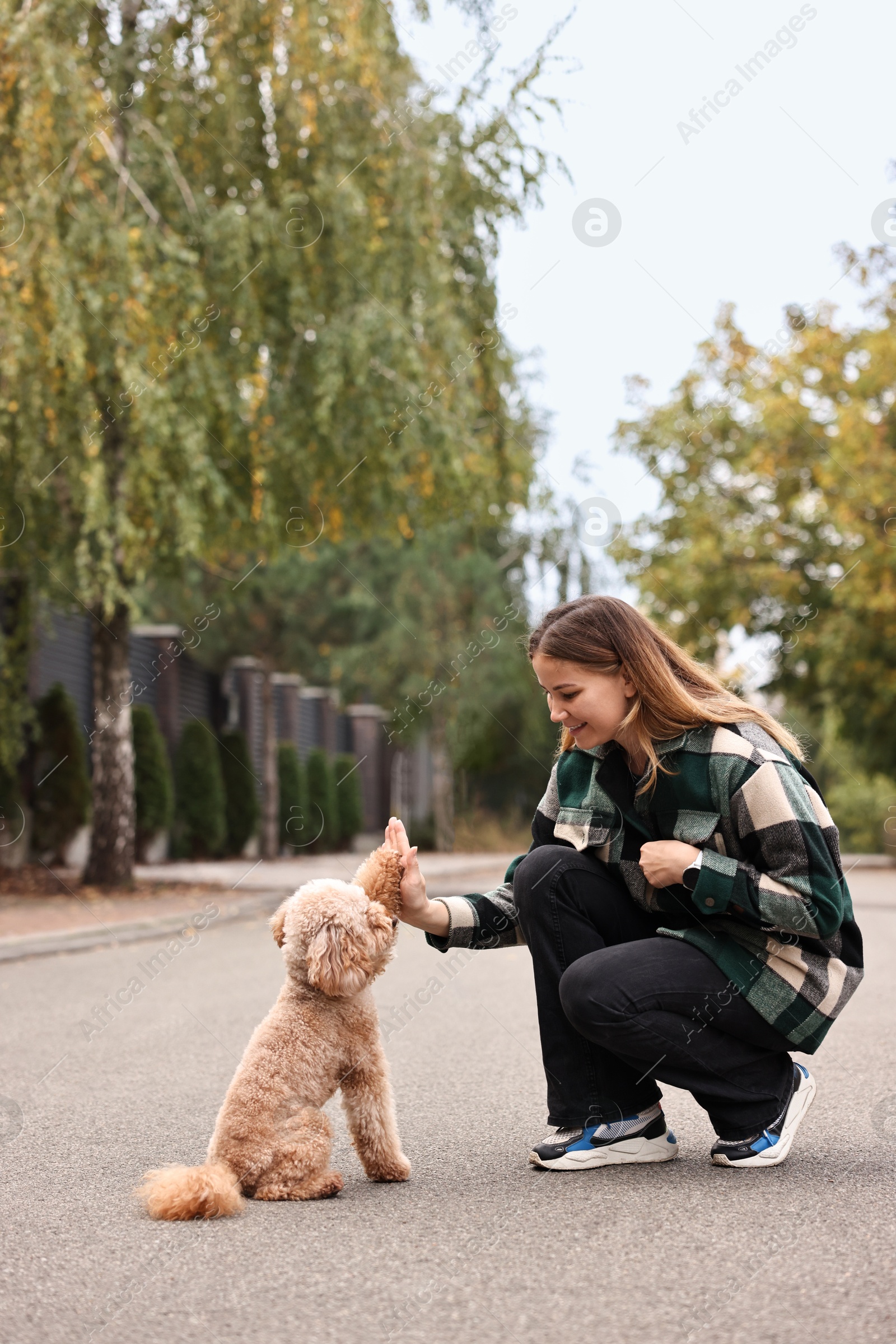 Photo of Cute Toy Poodle dog giving paw to owner outdoors