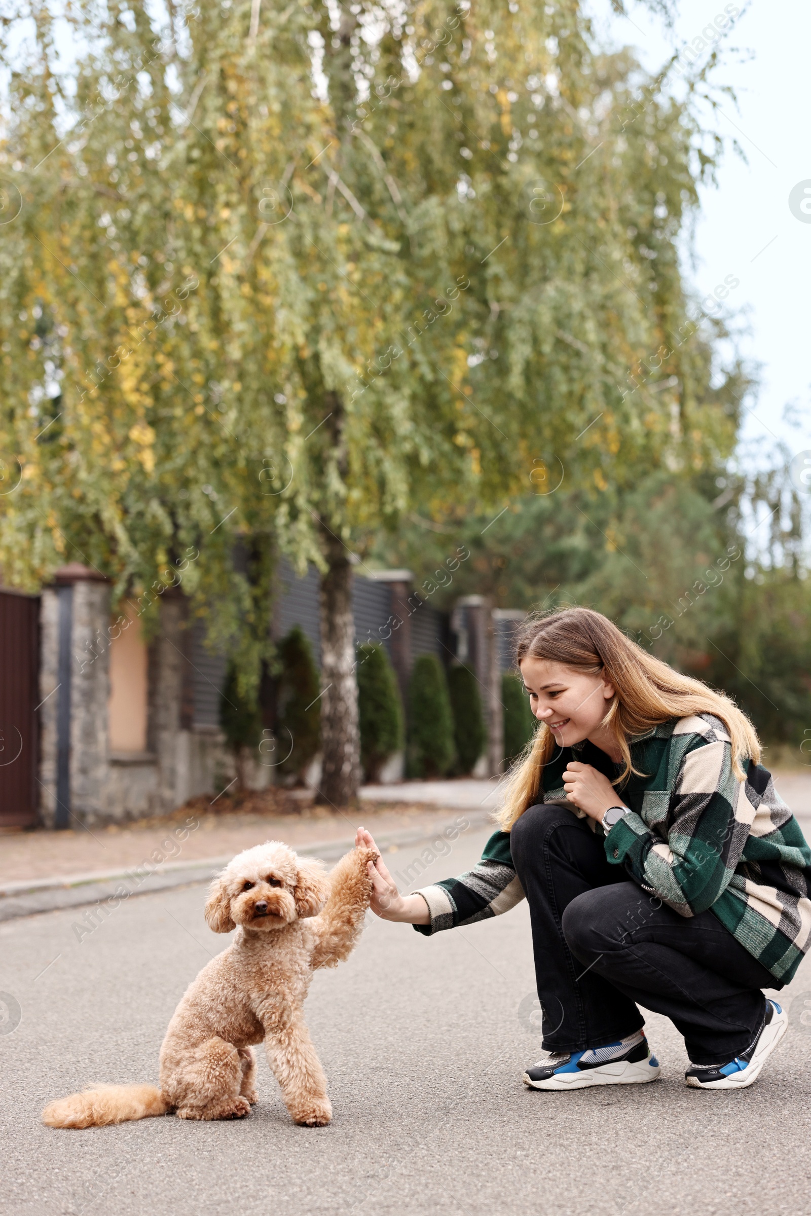 Photo of Cute Toy Poodle dog giving paw to owner outdoors