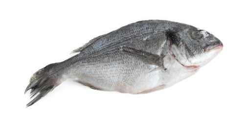 Photo of One frozen carp fish isolated on white, top view