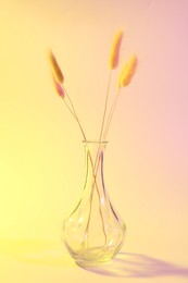 Photo of Glass vase with lagurus branches on color background