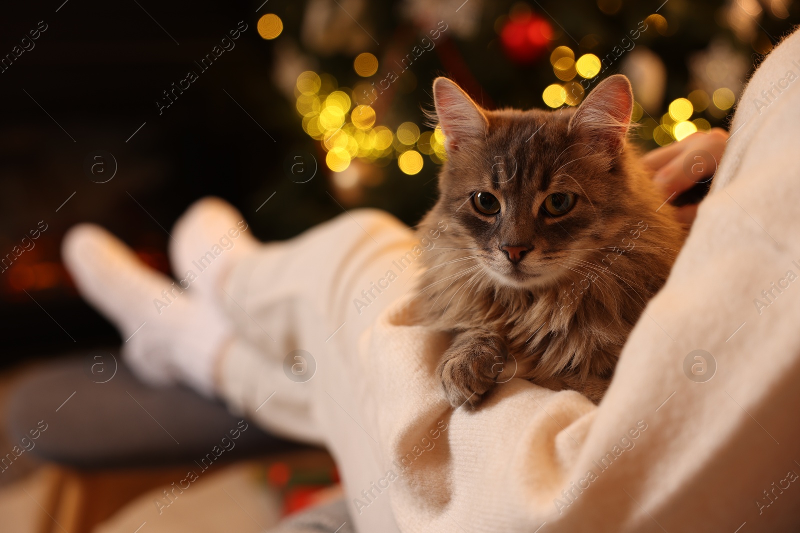 Photo of Woman with cute cat against blurred Christmas lights, closeup. Space for text