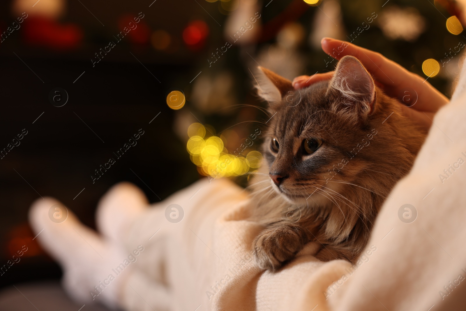 Photo of Woman with cute cat against blurred Christmas lights, closeup. Space for text