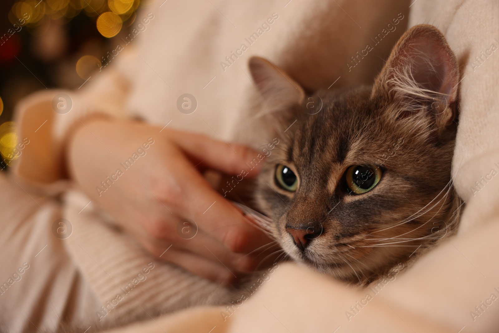 Photo of Woman with cute cat against blurred Christmas lights, closeup