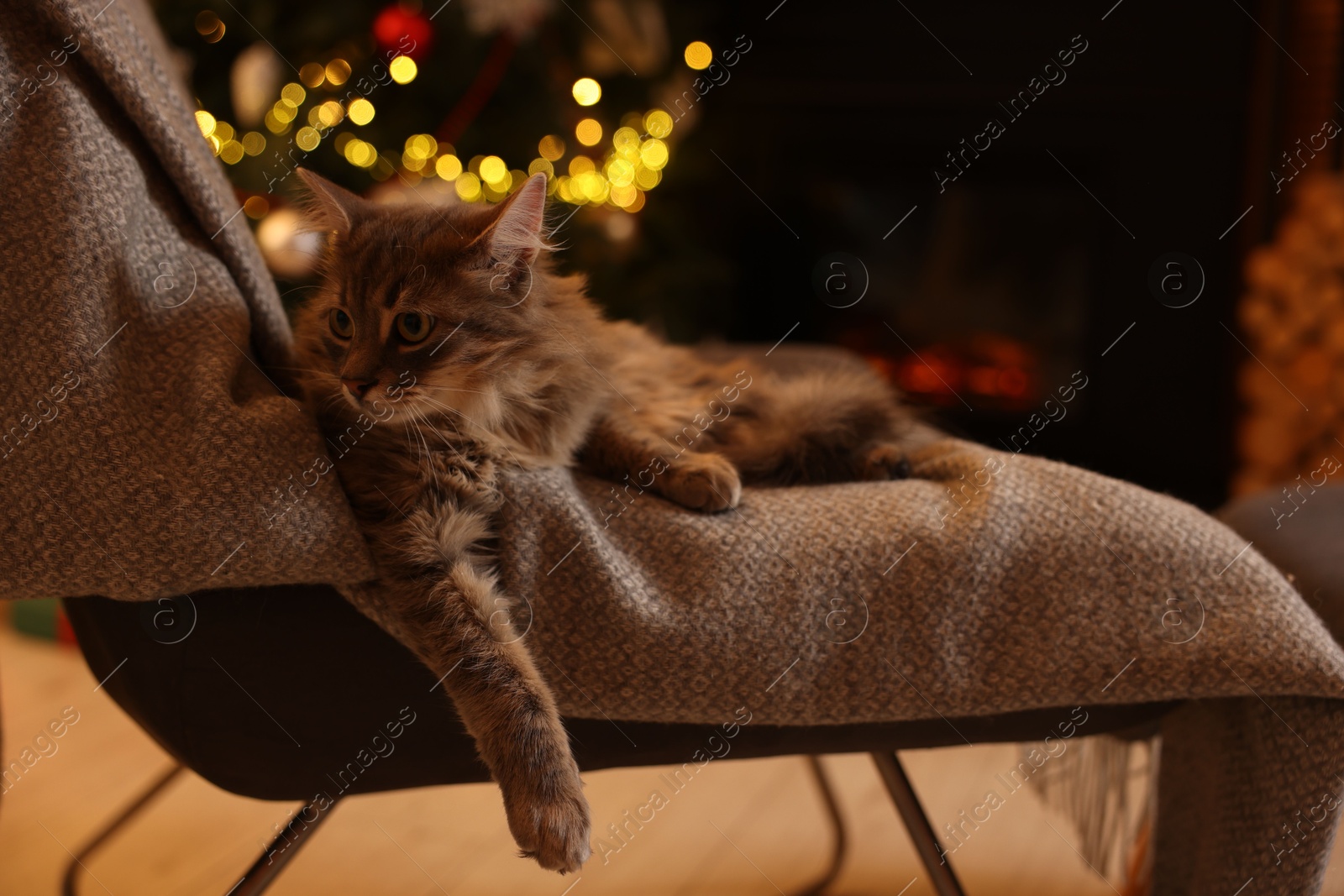 Photo of Cute fluffy cat on armchair in room decorated for Christmas