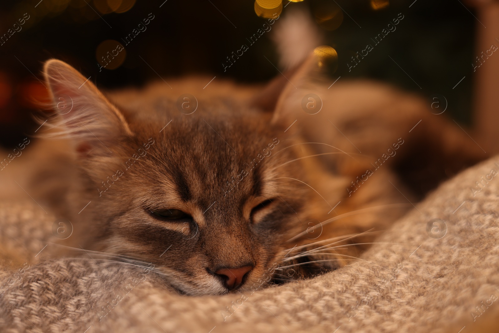 Photo of Cute fluffy cat on blanket at home, closeup