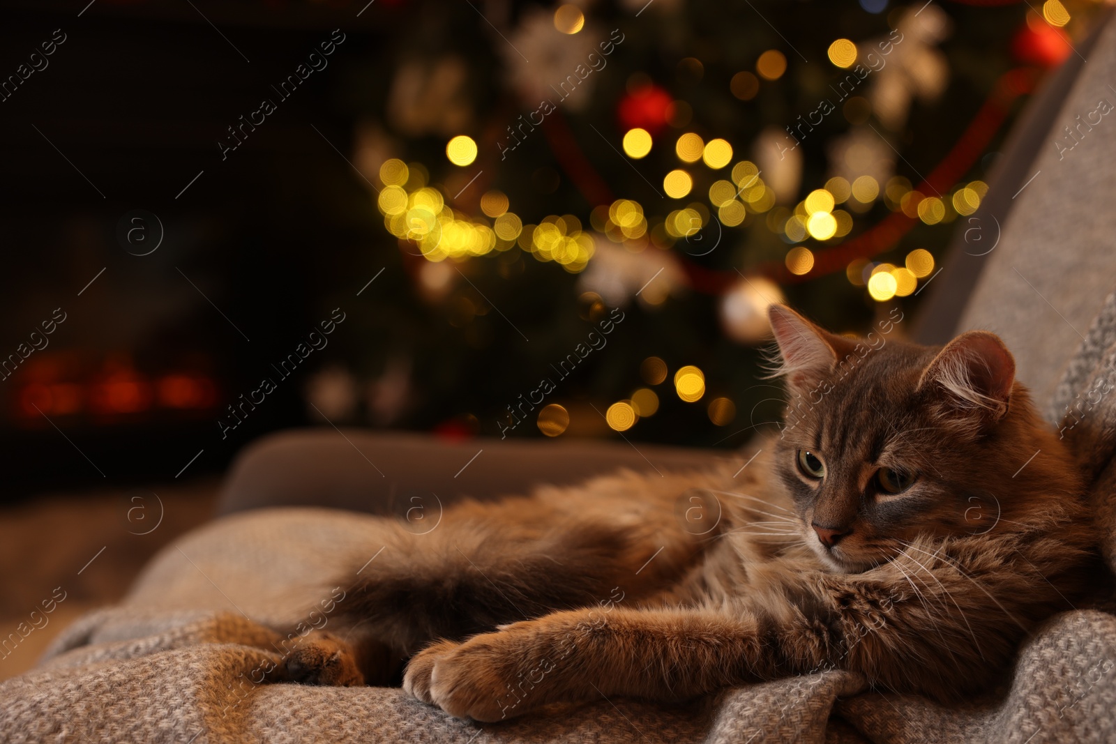 Photo of Cute fluffy cat on armchair against blurred Christmas lights, space for text