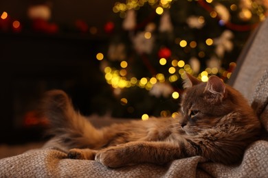 Cute fluffy cat on armchair against blurred Christmas lights, space for text