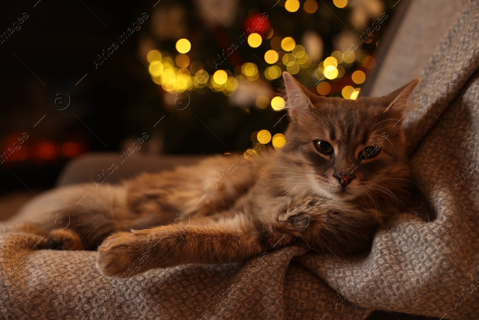 Photo of Cute fluffy cat on armchair against blurred Christmas lights, space for text