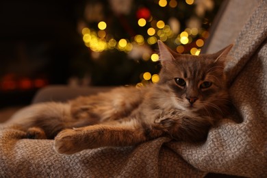 Cute fluffy cat on armchair against blurred Christmas lights, space for text