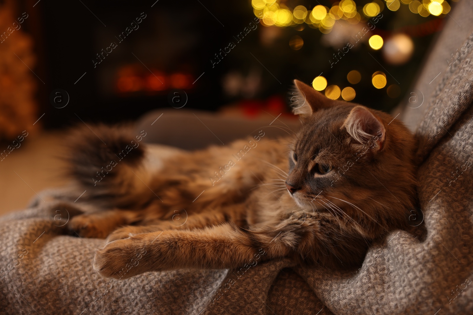 Photo of Cute fluffy cat on armchair against blurred Christmas lights, space for text