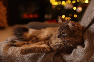 Cute fluffy cat on armchair against blurred Christmas lights, space for text