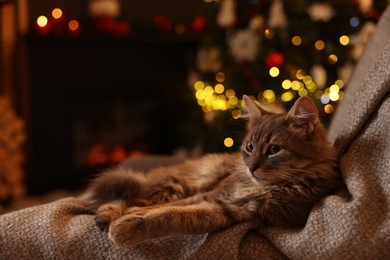 Cute fluffy cat on armchair against blurred Christmas lights, space for text