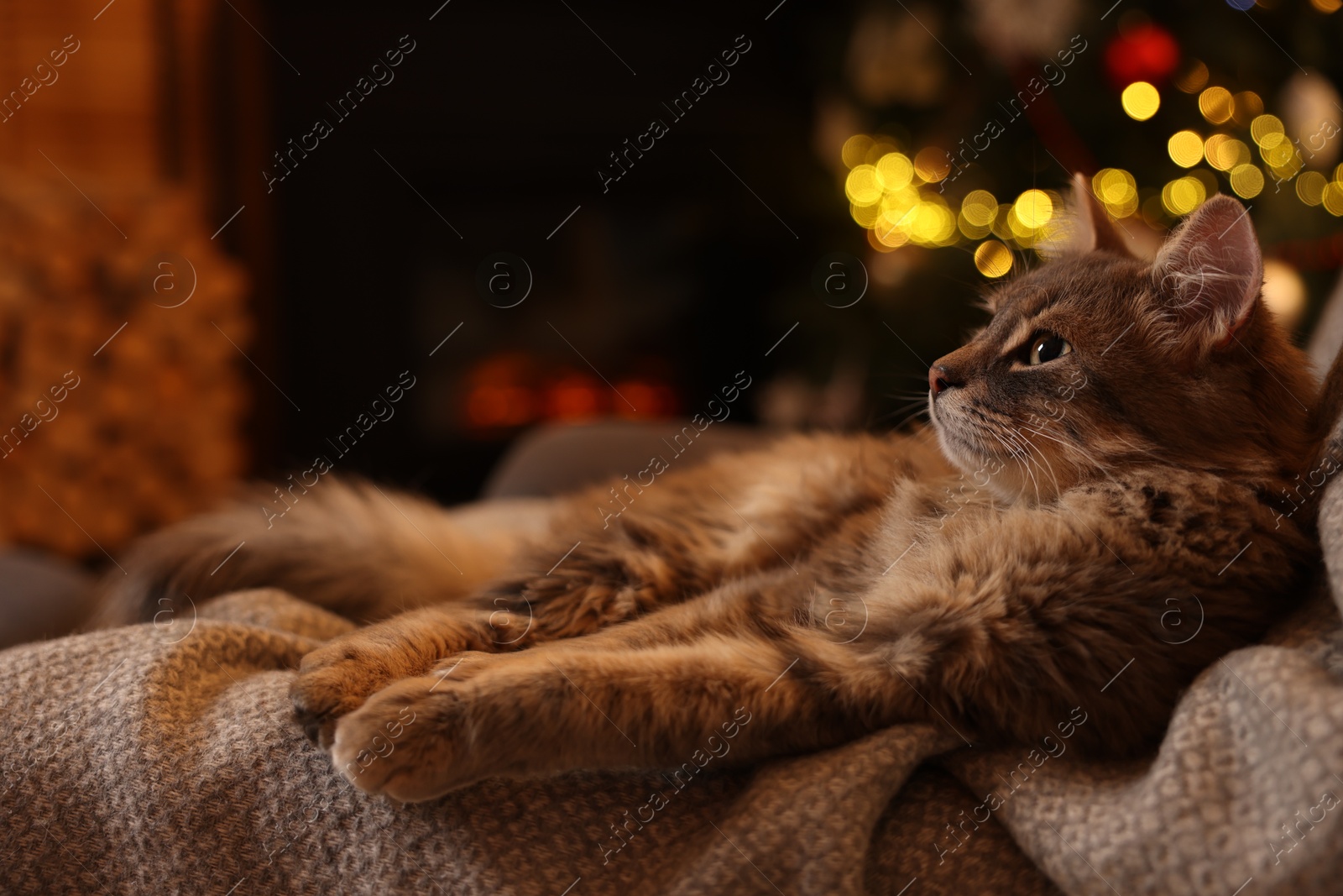 Photo of Cute fluffy cat on armchair against blurred Christmas lights, space for text