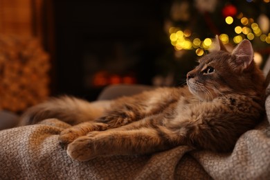 Photo of Cute fluffy cat on armchair against blurred Christmas lights, space for text