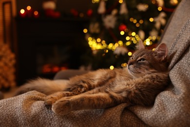 Cute fluffy cat on armchair against blurred Christmas lights, space for text