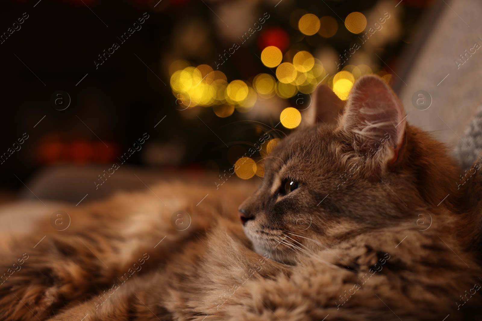 Photo of Cute fluffy cat against blurred Christmas lights, space for text