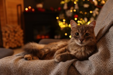 Cute fluffy cat on armchair in room decorated for Christmas, space for text