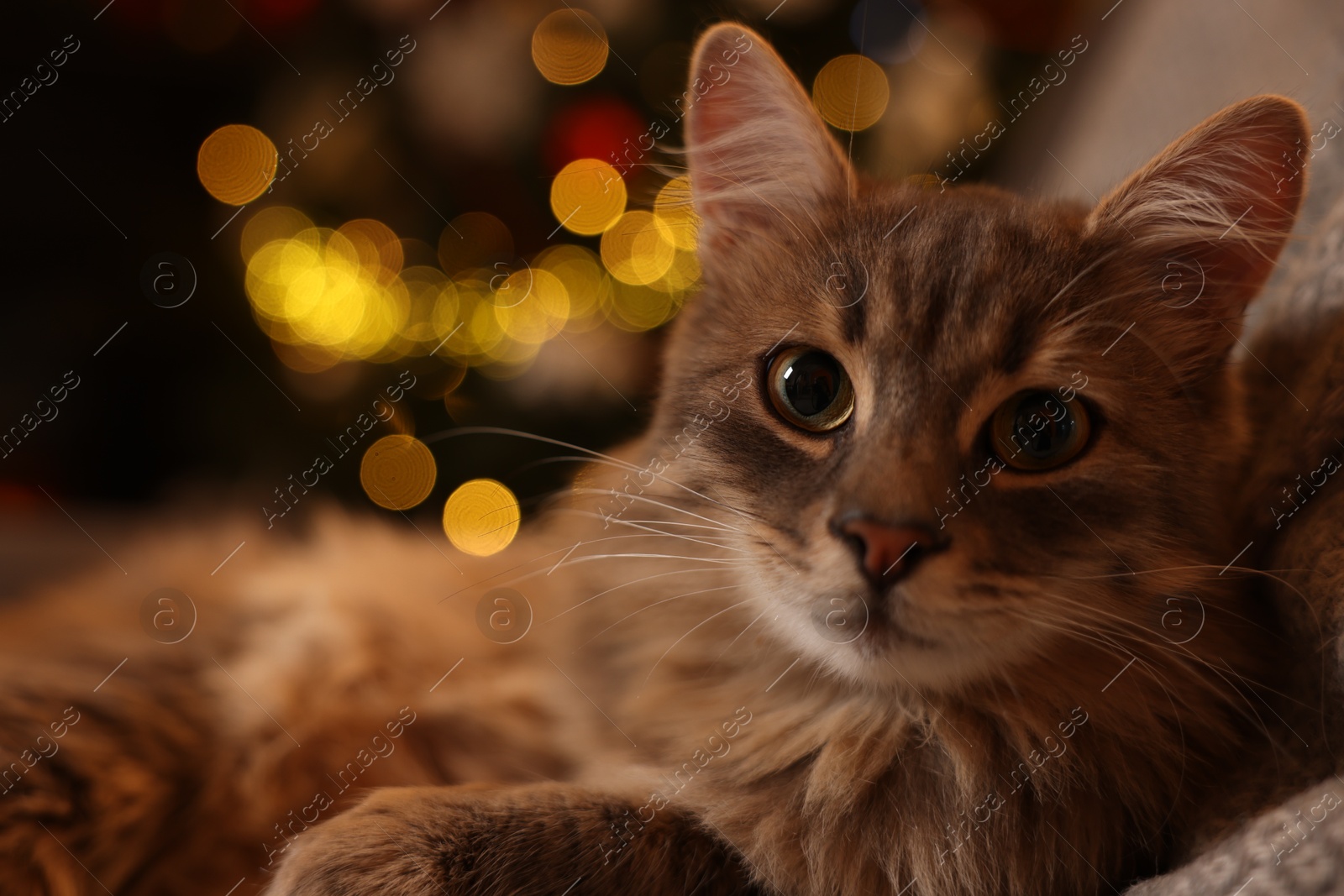 Photo of Cute fluffy cat against blurred Christmas lights, space for text