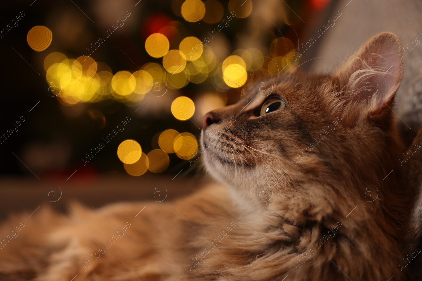 Photo of Cute fluffy cat against blurred Christmas lights, space for text