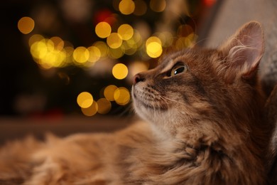 Photo of Cute fluffy cat against blurred Christmas lights, space for text