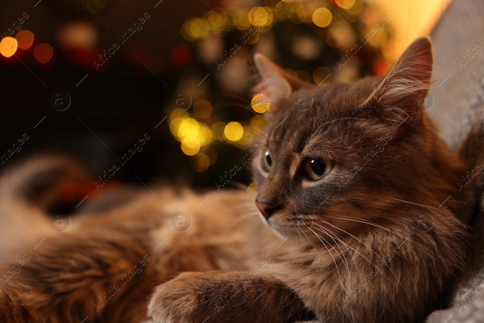 Photo of Cute fluffy cat against blurred Christmas lights, space for text