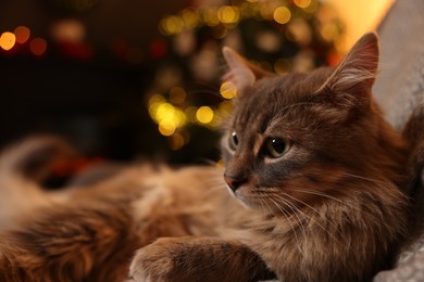 Cute fluffy cat against blurred Christmas lights, space for text