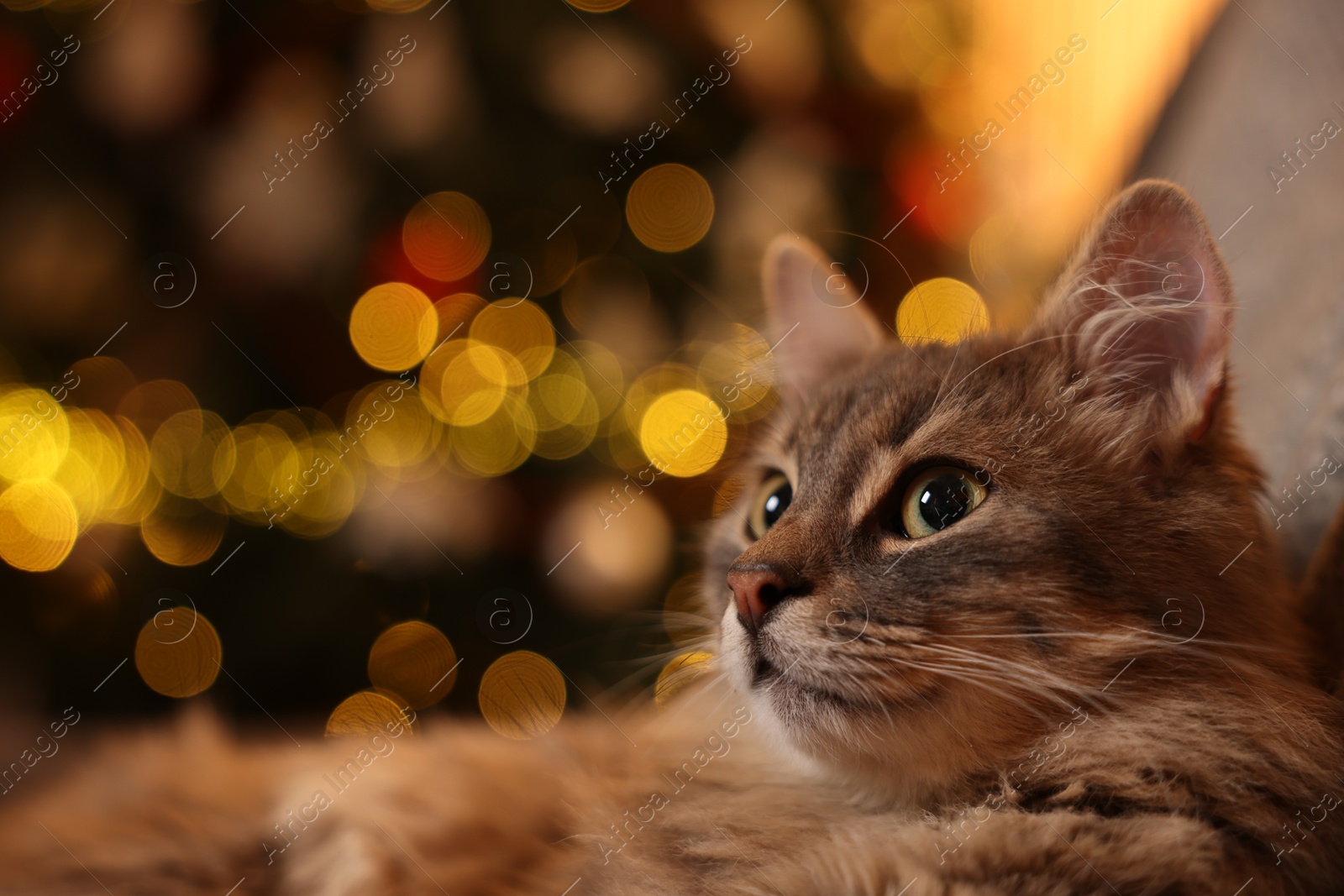 Photo of Cute fluffy cat against blurred Christmas lights, space for text