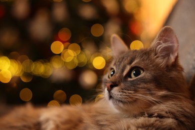 Photo of Cute fluffy cat against blurred Christmas lights, space for text