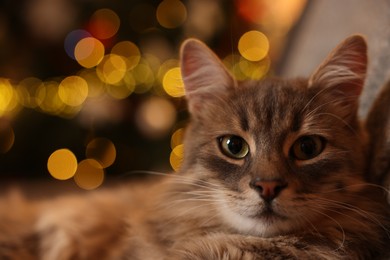 Photo of Cute fluffy cat against blurred Christmas lights, space for text