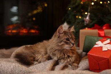 Photo of Cute fluffy cat near fireplace in room decorated for Christmas