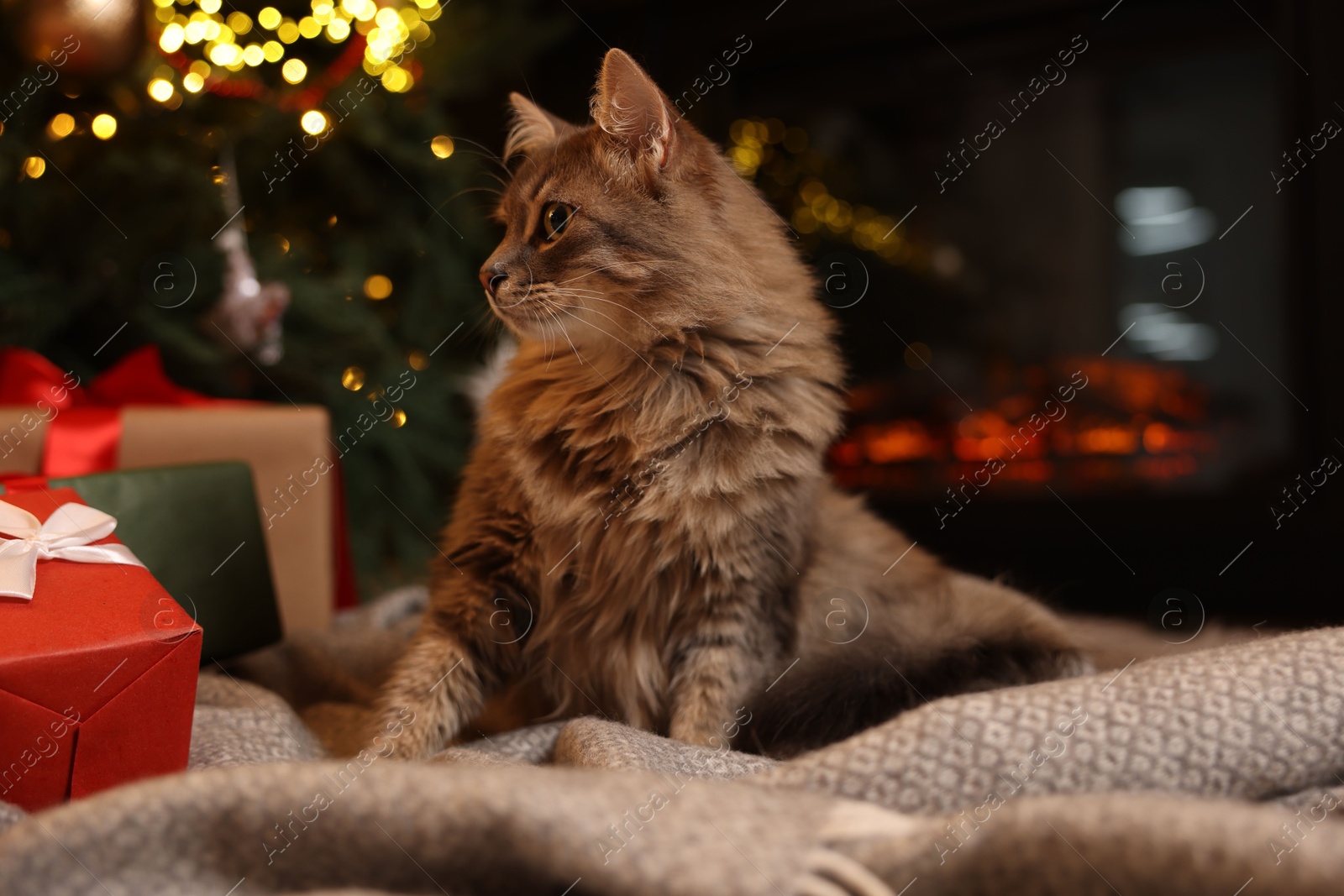 Photo of Cute fluffy cat near fireplace in room decorated for Christmas