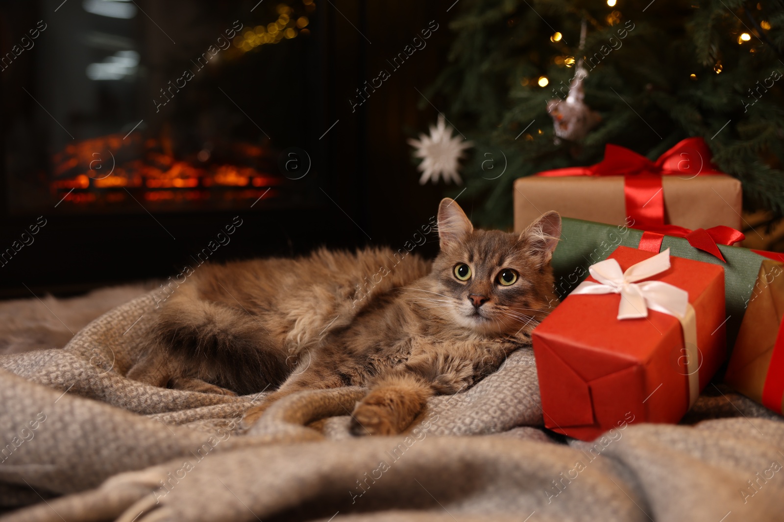 Photo of Cute fluffy cat near fireplace in room decorated for Christmas