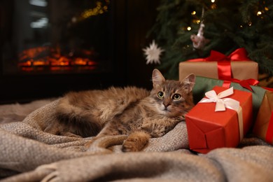 Cute fluffy cat near fireplace in room decorated for Christmas