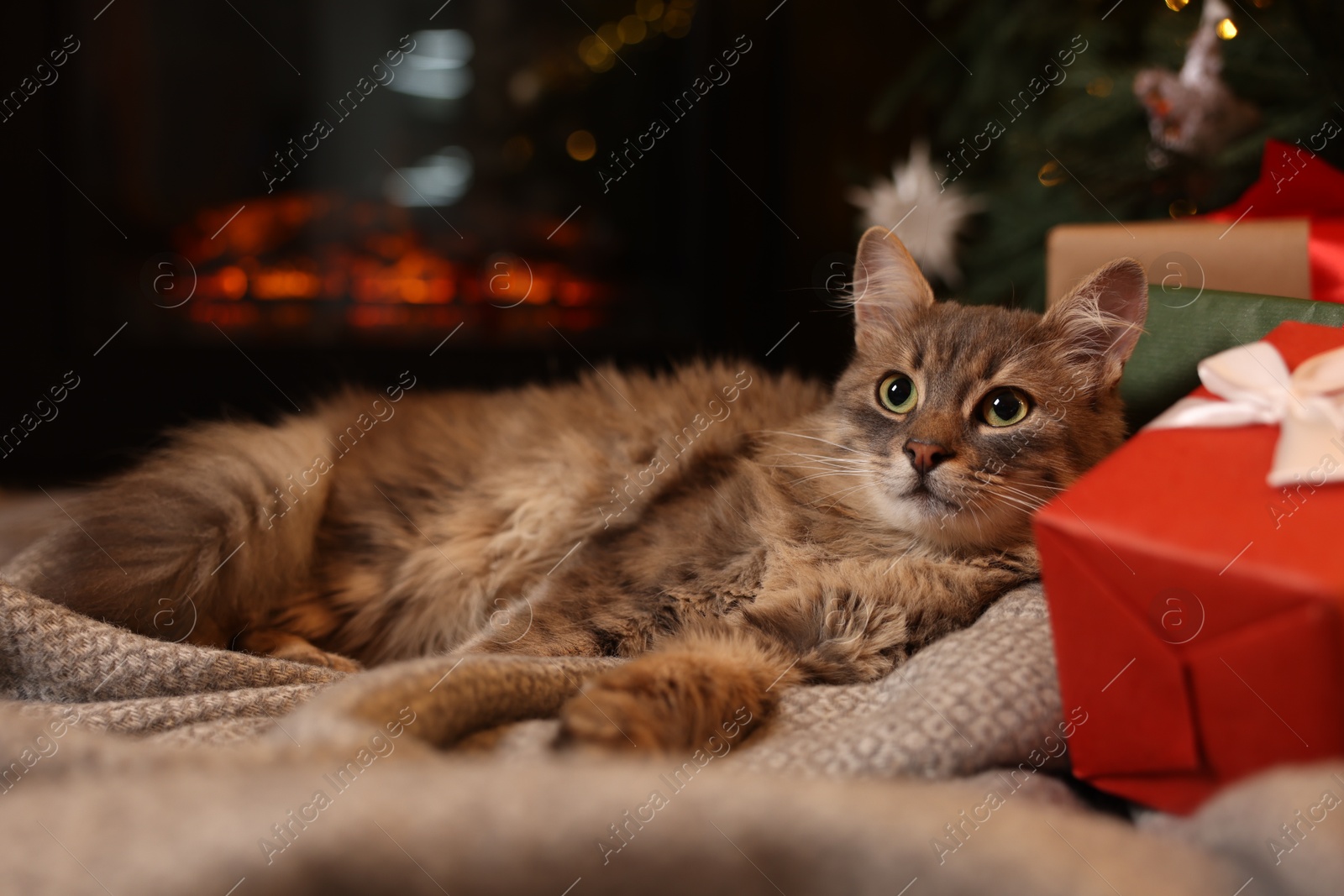 Photo of Cute fluffy cat near fireplace in room decorated for Christmas