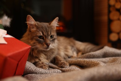 Cute fluffy cat near fireplace in room decorated for Christmas, space for text