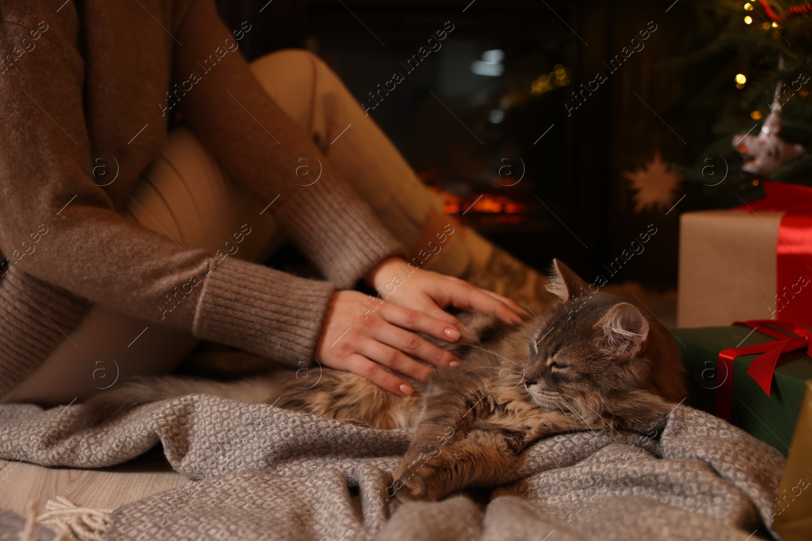 Photo of Woman and cute fluffy cat in room decorated for Christmas, closeup