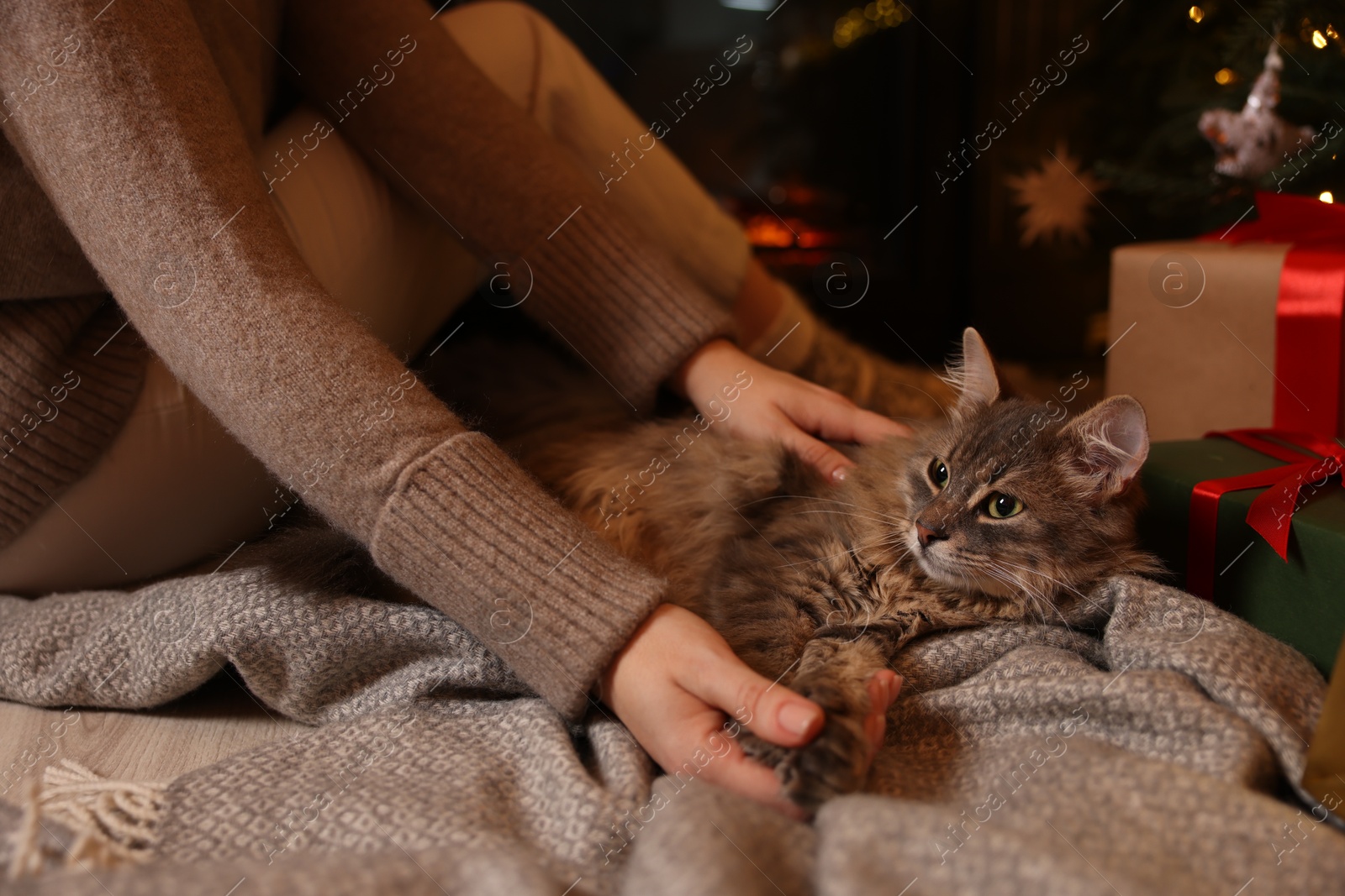 Photo of Woman and cute fluffy cat in room decorated for Christmas, closeup