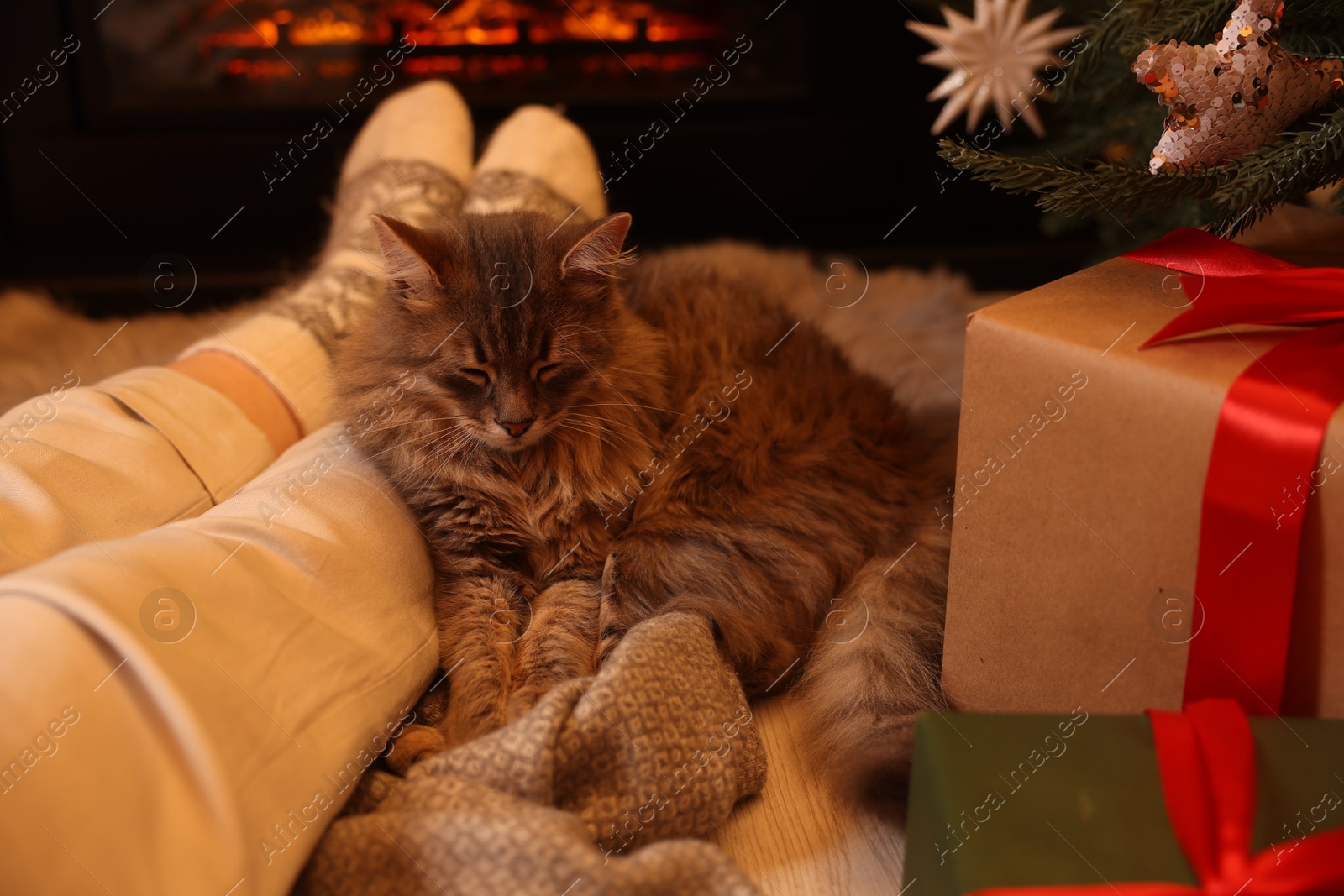 Photo of Woman and cute fluffy cat near fireplace in room decorated for Christmas, closeup