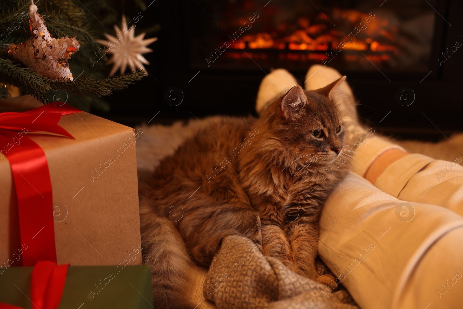 Photo of Woman and cute fluffy cat near fireplace in room decorated for Christmas, closeup