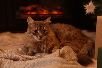 Photo of Cute fluffy cat on blanket near fireplace indoors