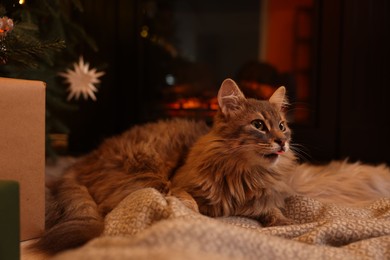 Cute fluffy cat on blanket in room decorated for Christmas