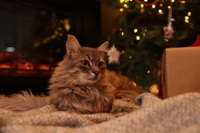 Photo of Cute fluffy cat on blanket in room decorated for Christmas