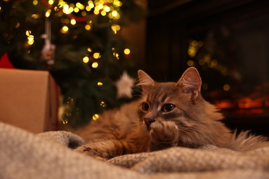 Cute fluffy cat on blanket in room decorated for Christmas