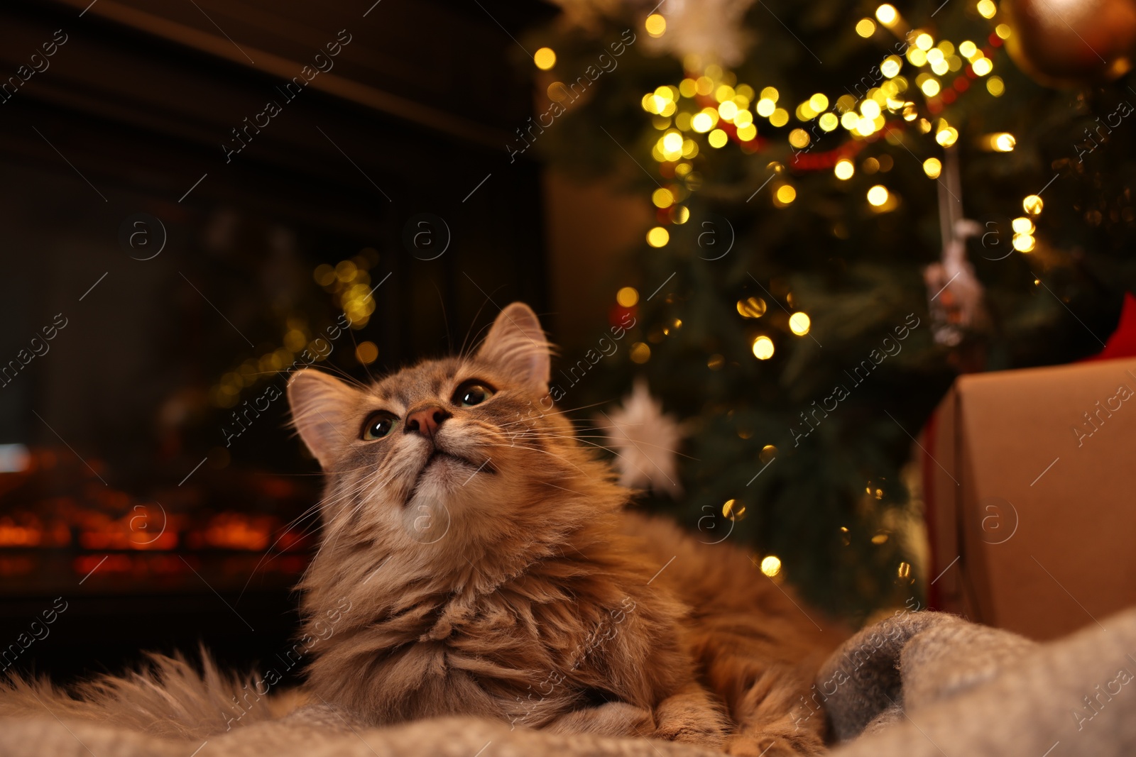 Photo of Cute fluffy cat on blanket in room decorated for Christmas