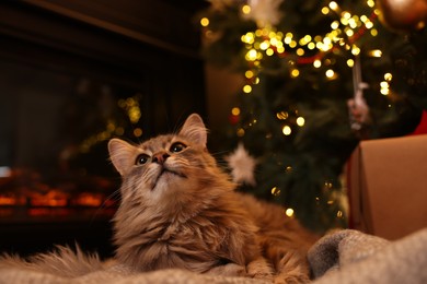 Photo of Cute fluffy cat on blanket in room decorated for Christmas