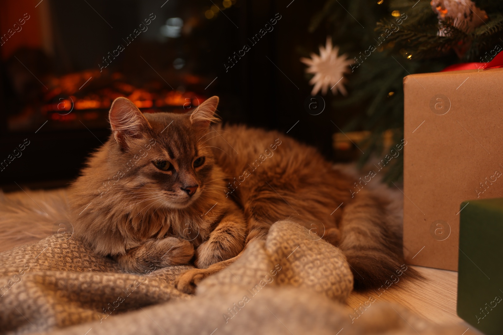 Photo of Cute fluffy cat on blanket in room decorated for Christmas