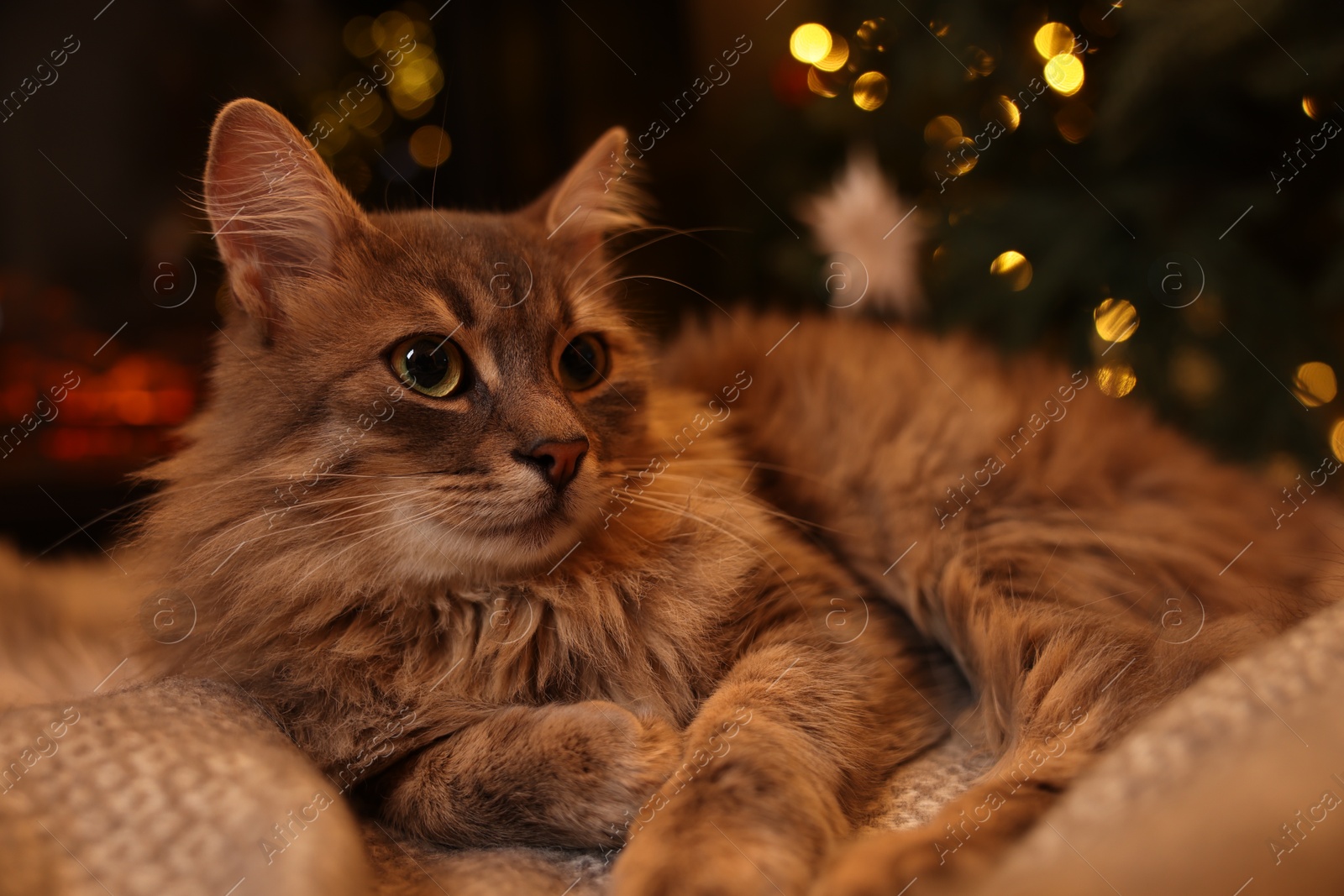 Photo of Cute fluffy cat on blanket against blurred Christmas lights