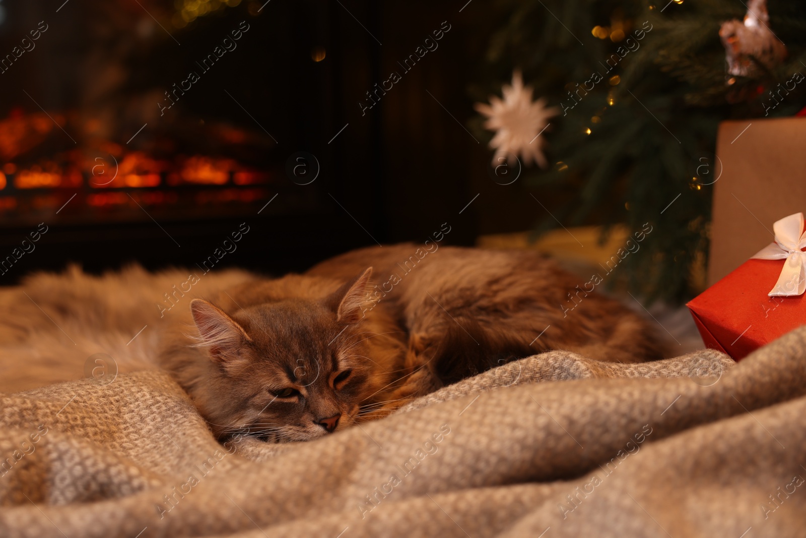 Photo of Cute fluffy cat on blanket in room decorated for Christmas